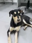 Cachorro raça SRD idade 2 a 6 meses nome Sorriso 