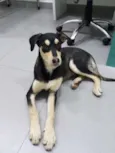 Cachorro raça SRD idade 2 a 6 meses nome Sorriso 