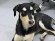 Cachorro raça SRD idade 2 a 6 meses nome Sorriso 