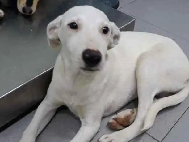 Cachorro raça SRD idade 2 a 6 meses nome Vida 