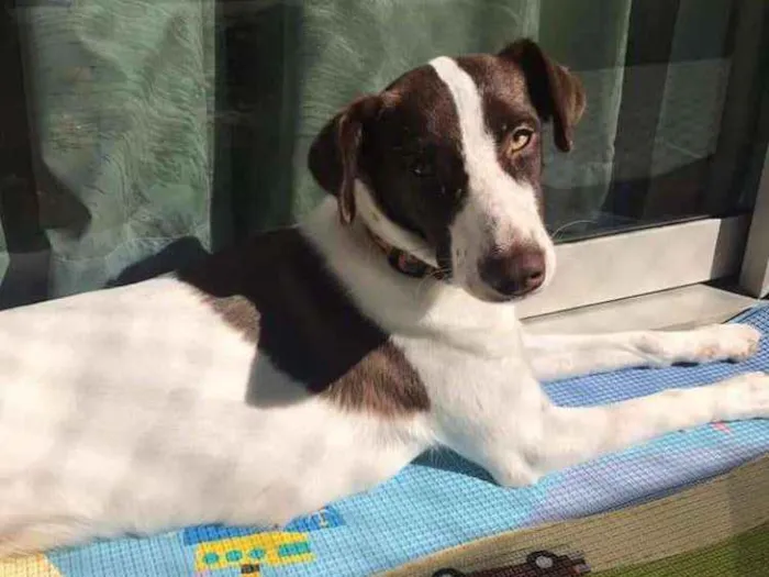 Cachorro ra a SRD idade 7 a 11 meses nome Lola