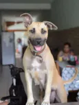 Cachorro raça SRD idade 1 ano nome Mel