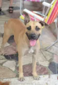 Cachorro raça SRD idade 1 ano nome Mel