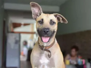 Cachorro raça SRD idade 1 ano nome Mel