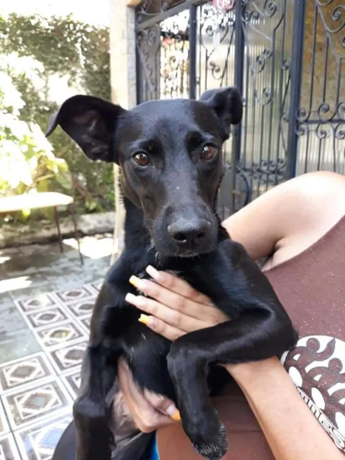 Cachorro raça SRD idade 1 ano nome Amora