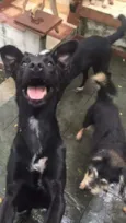 Cachorro raça SRD idade 1 ano nome Amora