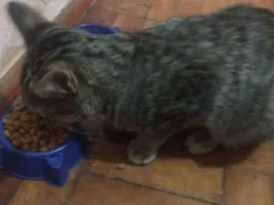 Gato raça Não sei idade  nome Não tem nome