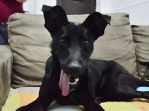 Cachorro raça SRD idade 1 ano nome Amora