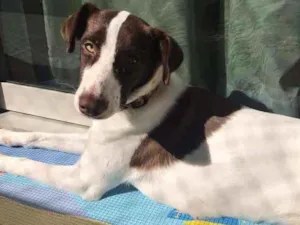 Cachorro raça SRD idade 7 a 11 meses nome Lola