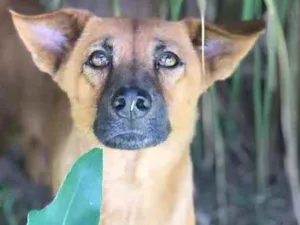 Cachorro raça SRD idade 3 anos nome Doralice 