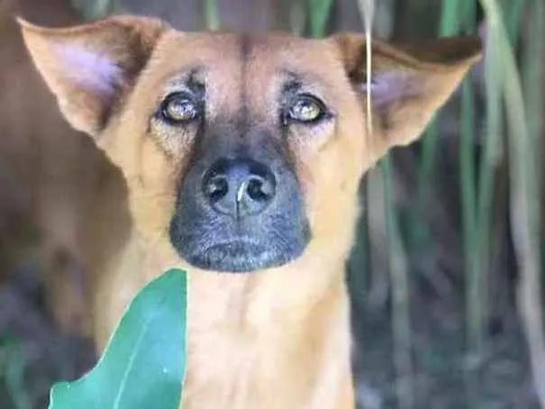 Cachorro ra a SRD idade 3 anos nome Doralice 