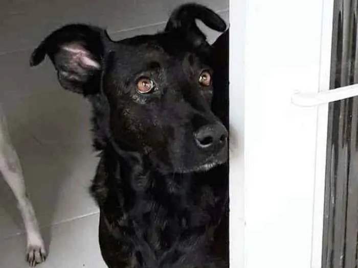 Cachorro ra a SRD idade 2 anos nome Olívia 
