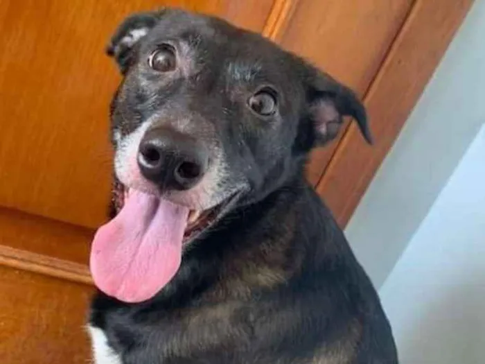 Cachorro raça SRD idade 4 anos nome Maria Eudóxia 