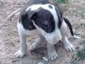 Cachorro raça mestiço de PITT BUL idade 2 a 6 meses nome Bull