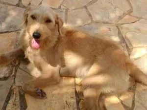 Cachorro raça SRD idade 3 anos nome Teddy 