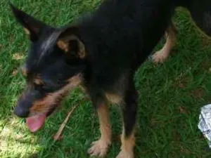 Cachorro raça SRD idade 3 anos nome Coca