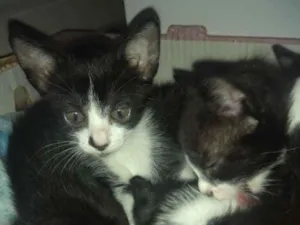 Gato raça Mestiço idade 2 a 6 meses nome Todos lindos