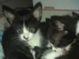 Todos lindos