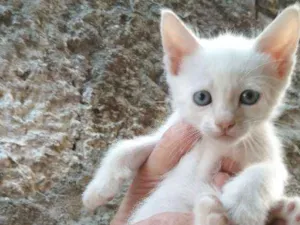 Gato raça  idade Abaixo de 2 meses nome sem nome