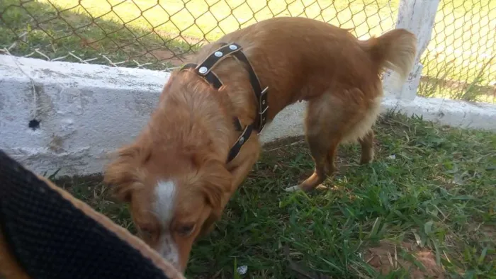 Cachorro ra a SRD idade 2 anos nome Mel