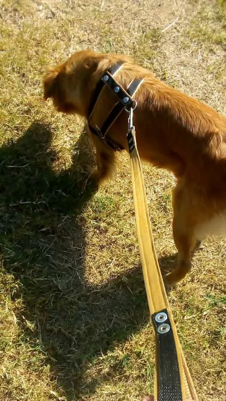 Cachorro ra a SRD idade 2 anos nome Mel