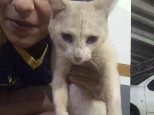 Gato raça SRD idade 2 a 6 meses nome Branquinho