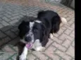 Desconhecido
