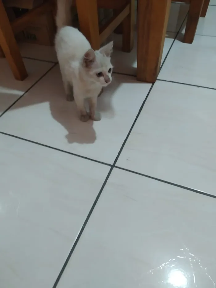 Gato ra a  idade 2 a 6 meses nome sem nome