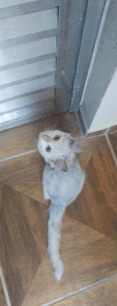 Gato ra a  idade 2 a 6 meses nome sem nome