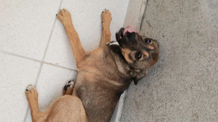 Cachorro ra a Sem raça definida idade 2 a 6 meses nome Malu