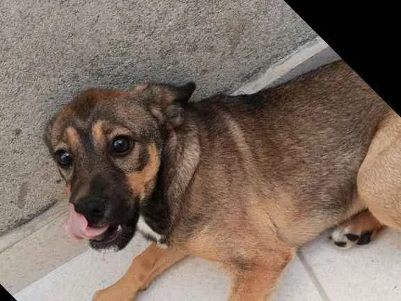 Cachorro ra a Sem raça definida idade 2 a 6 meses nome Malu