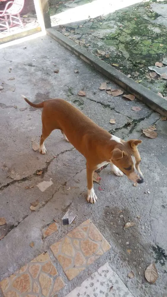 Cachorro ra a Pitbull idade 1 ano nome Mel