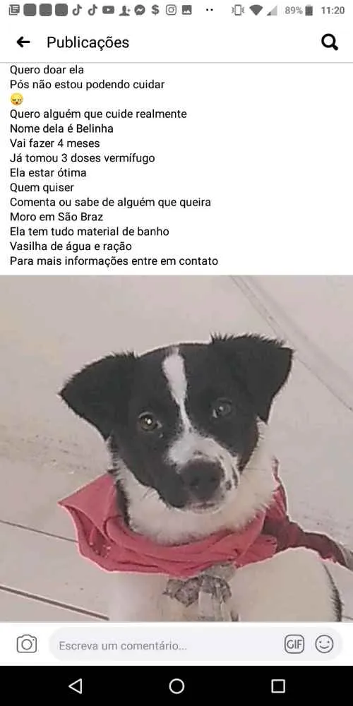 Cachorro ra a SRD idade 2 a 6 meses nome Belinha
