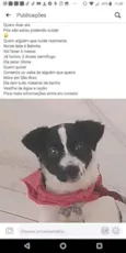 Belinha