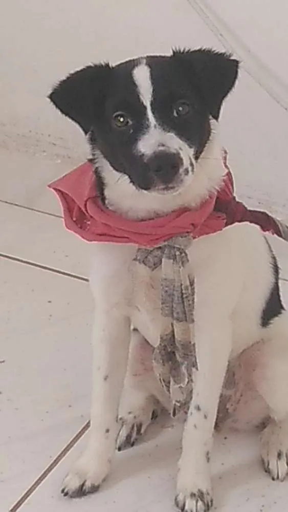 Cachorro ra a SRD idade 2 a 6 meses nome Belinha
