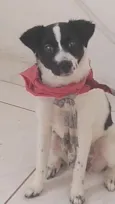 Belinha