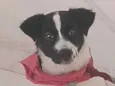 Belinha