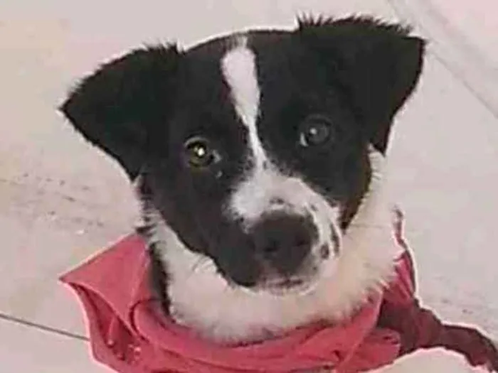 Cachorro ra a SRD idade 2 a 6 meses nome Belinha