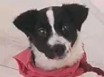 Belinha