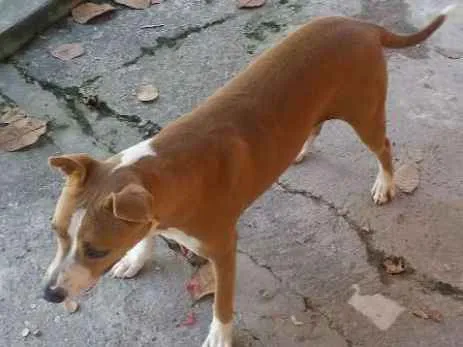 Cachorro ra a Pitbull idade 1 ano nome Mel