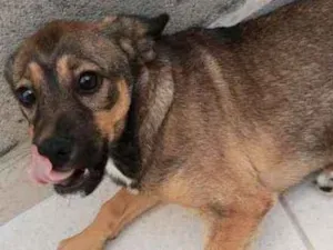 Cachorro raça Sem raça definida idade 2 a 6 meses nome Malu