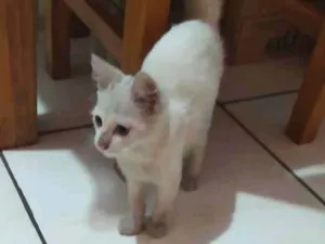 Gato raça  idade 2 a 6 meses nome sem nome
