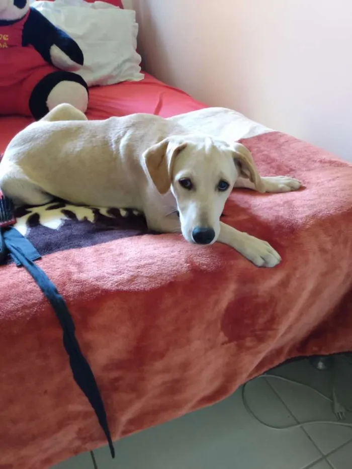 Cachorro raça SRD idade 2 a 6 meses nome Mel