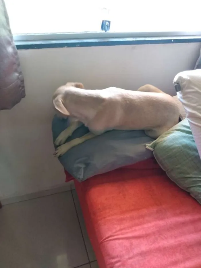 Cachorro raça SRD idade 2 a 6 meses nome Mel