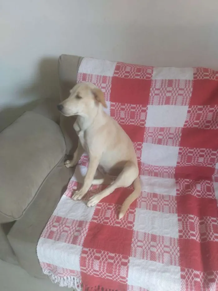 Cachorro raça SRD idade 2 a 6 meses nome Mel