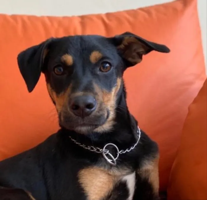Cachorro ra a SRD idade 7 a 11 meses nome Eros