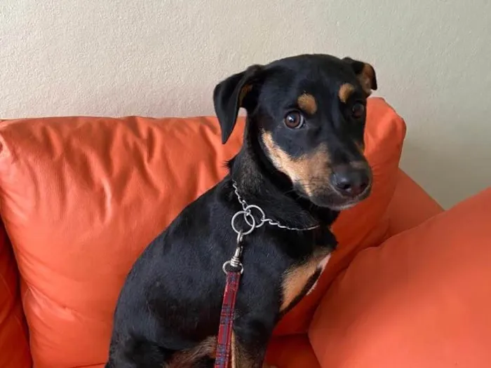 Cachorro ra a SRD idade 7 a 11 meses nome Eros