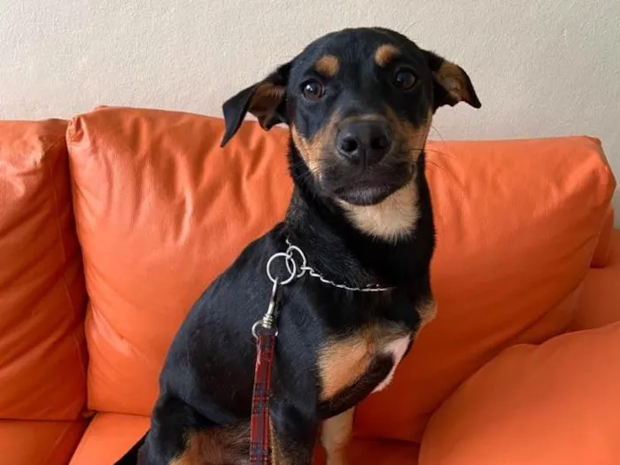 Cachorro ra a SRD idade 7 a 11 meses nome Eros
