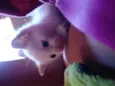 Kiko