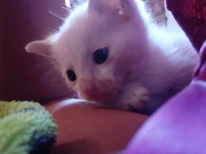 Gato raça Srd idade Abaixo de 2 meses nome Kiko